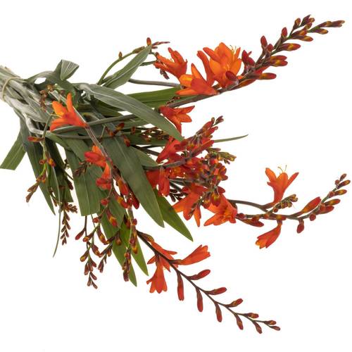 Montbretie orange Red King 75cm