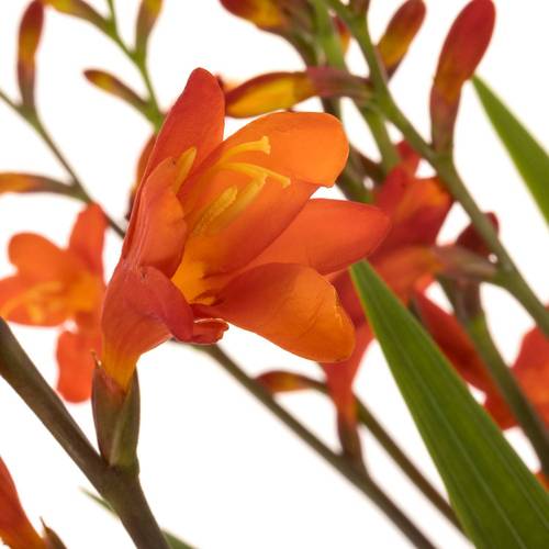Montbretie orange Red King 75cm