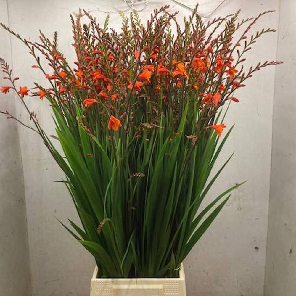 Montbretia orange Red King 80cm