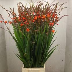 Montbretia orange Red King 80cm