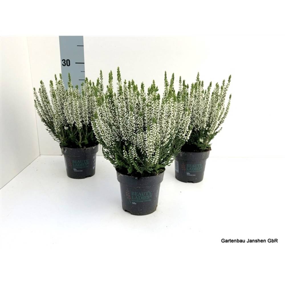 Calluna BL Weiss T10,5 H025