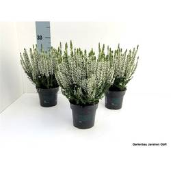Calluna BL Weiss T10,5 H025