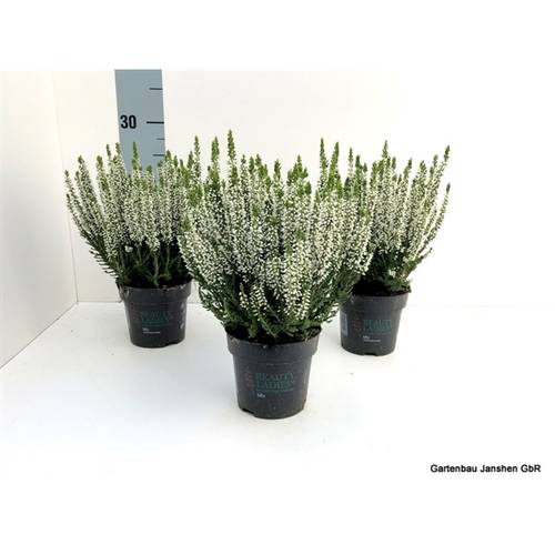 Calluna BL Weiss T10,5 H025