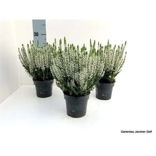 Calluna BL Weiss T10,5 H025