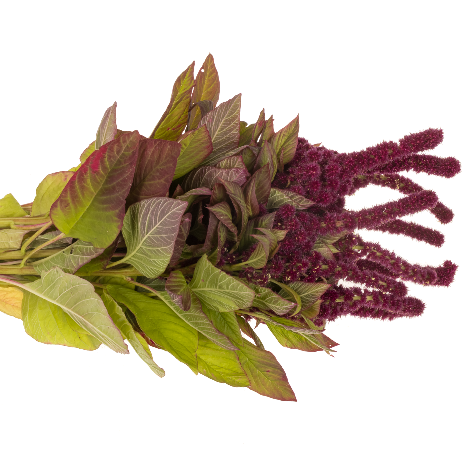 Amaranthus stehend weinrot Red Cathedral 65cm