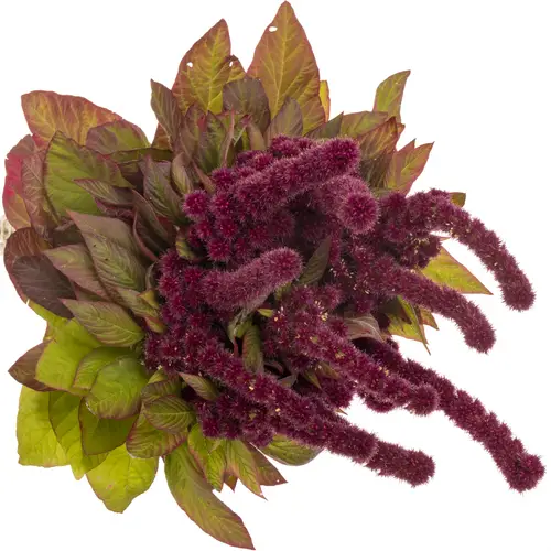 Amaranthus stehend weinrot Red Cathedral 65cm