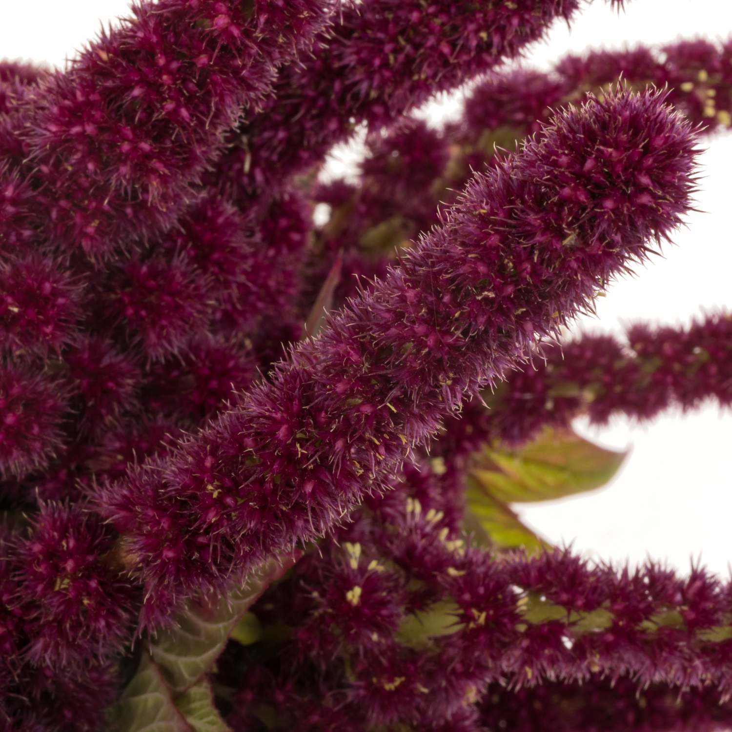 Amaranthus stehend weinrot Red Cathedral 65cm