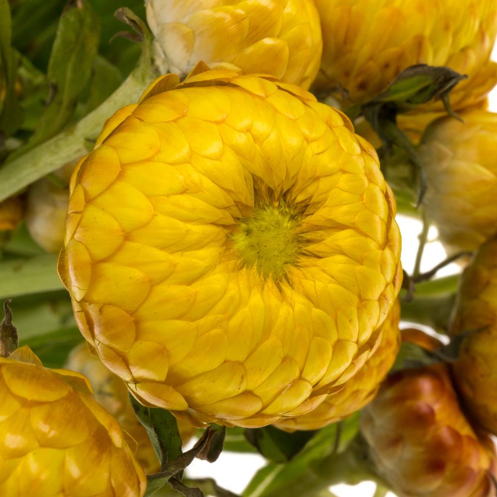 Helichrysum gelb 40cm