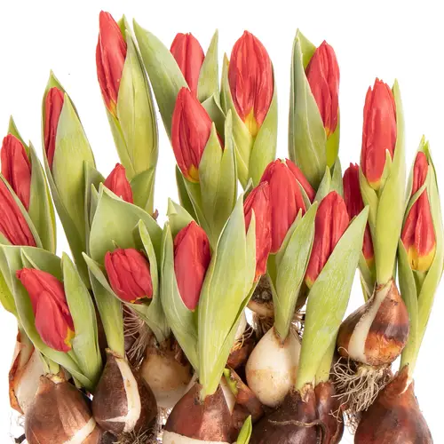 Pflanztulp rot Brilliant Star 14cm
