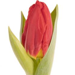 Pflanztulp rot Brilliant Star 14cm