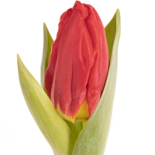 Pflanztulp rot Brilliant Star 14cm