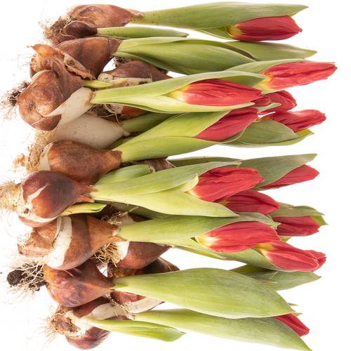 Pflanztulp rot Brilliant Star 14cm
