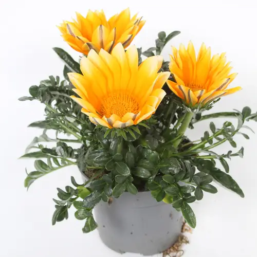 Gazania orange Rigens Sunny Side Up T12 H022