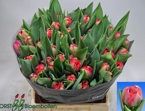 Tulpe fuchsia  doppel Devon 60 Gramm
