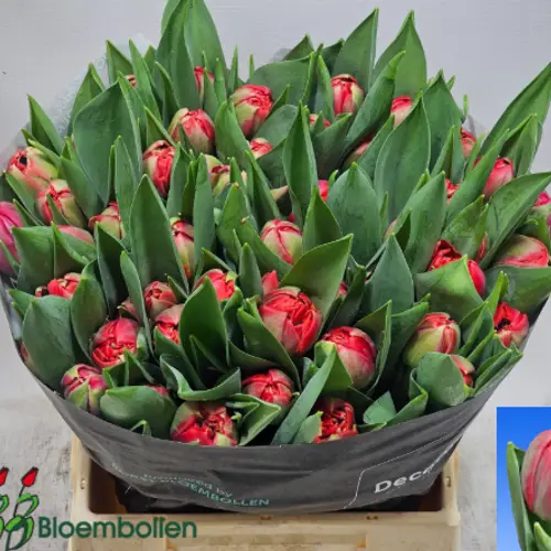 Tulpe fuchsia  doppel Devon 60 Gramm