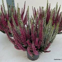 Calluna BL duo T10,5 H015