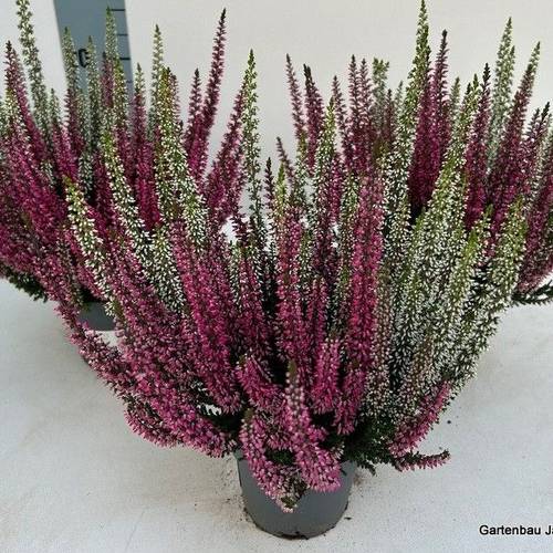 Calluna BL duo T10,5 H015