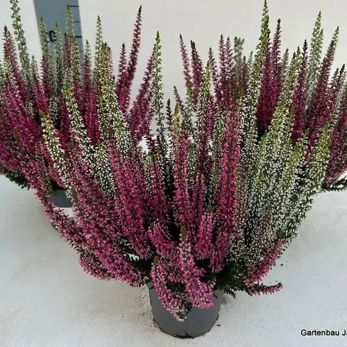 Calluna BL duo T10,5 H015