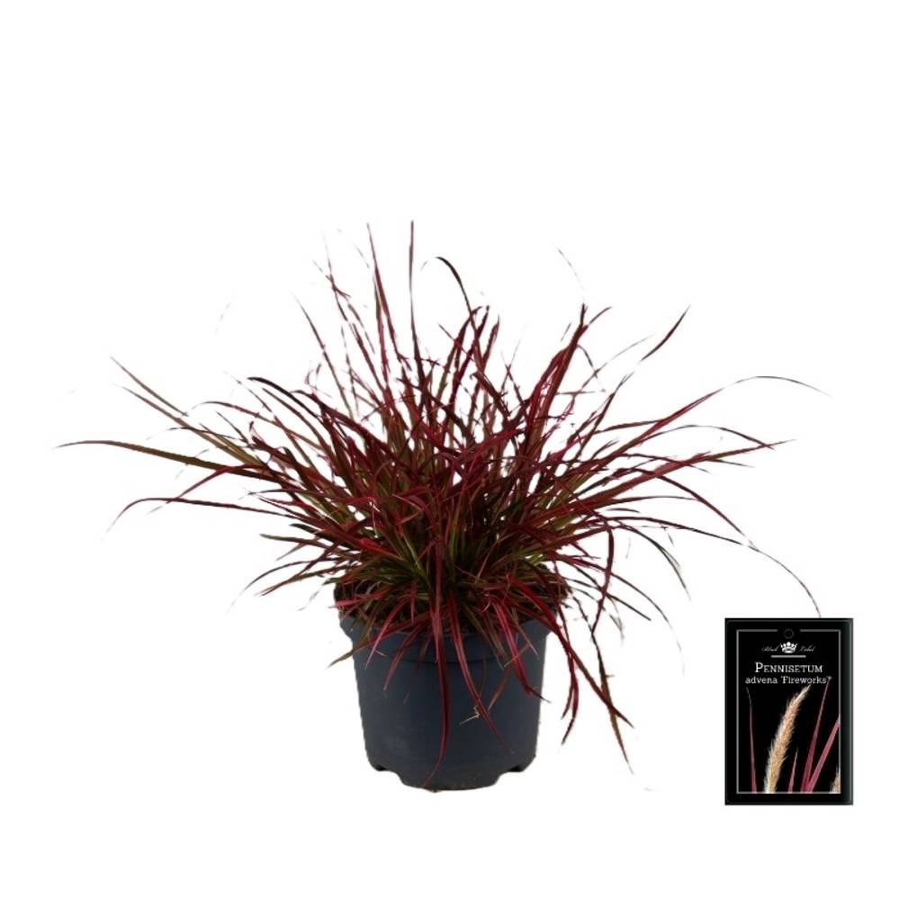 Pennisetum rot Advena Fireworks T19 H040