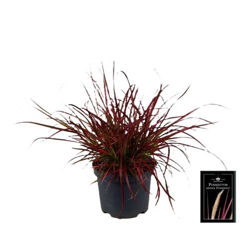 Pennisetum rot Advena Fireworks T19 H040