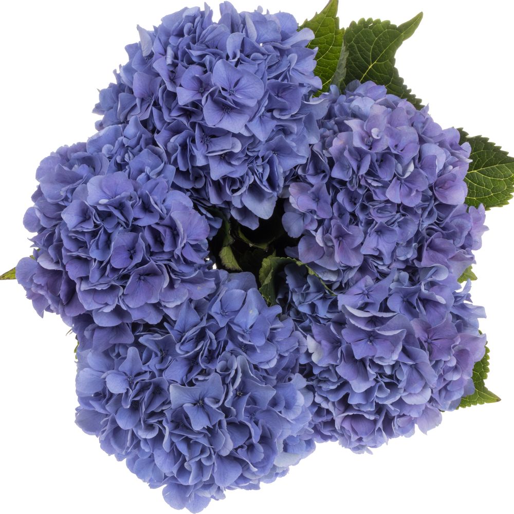 Hortensie blau Parade 80cm Bol 20cm