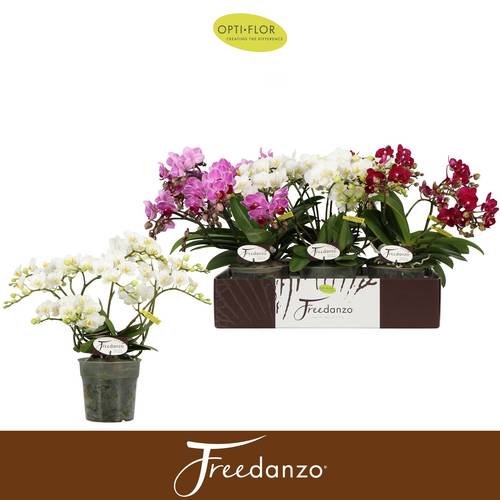 Phal.3-R mix Freedanzo T12 H035