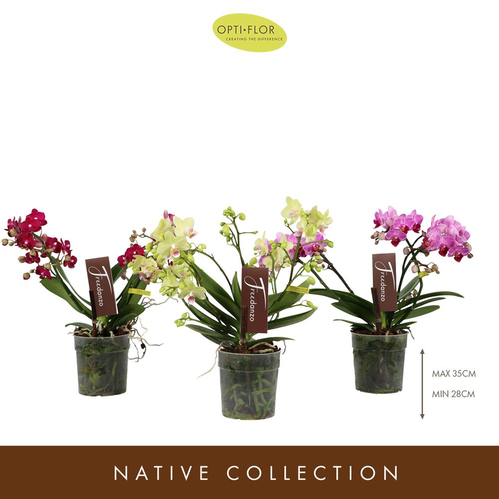 Phal.3-R mix Freedanzo T12 H35