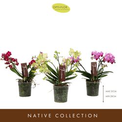Phal.3-R mix Freedanzo T12 H35