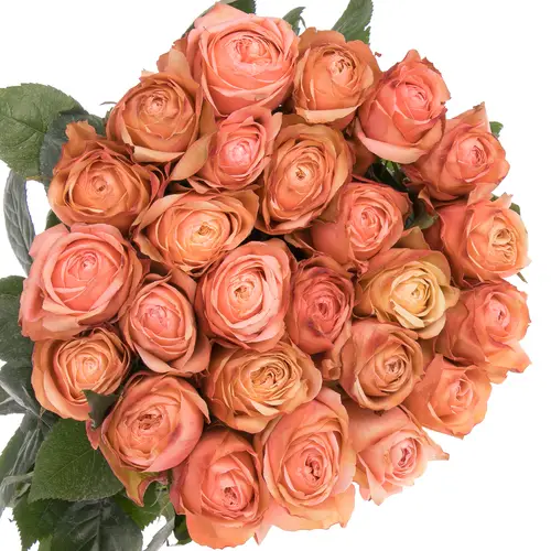 Rose apricot Kahala (Ec) 40cm