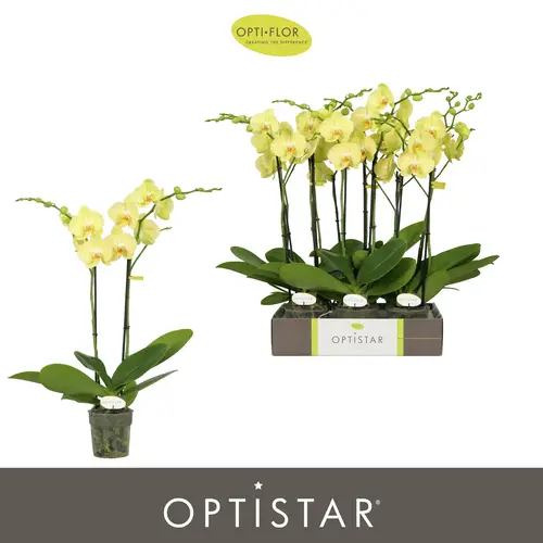 Phal.2-R hell gelb Ferrara Optistar T12 H060