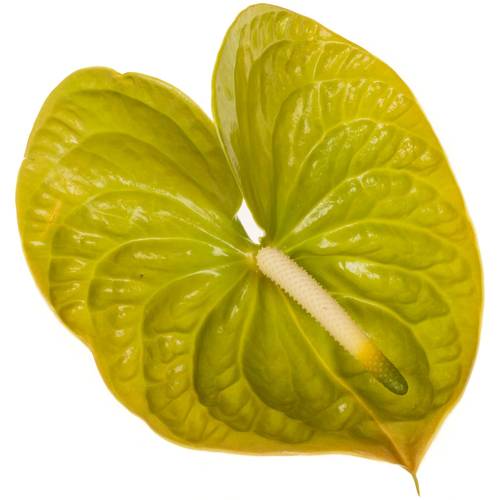 Anthurium grün Olivius Blüte 15cm