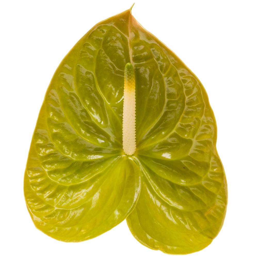 Anthurium grün Olivius Blüte 15cm