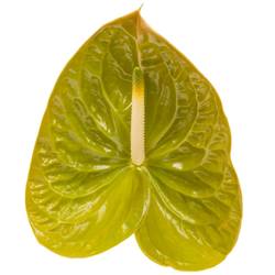 Anthurium grün Olivius Blüte 15cm