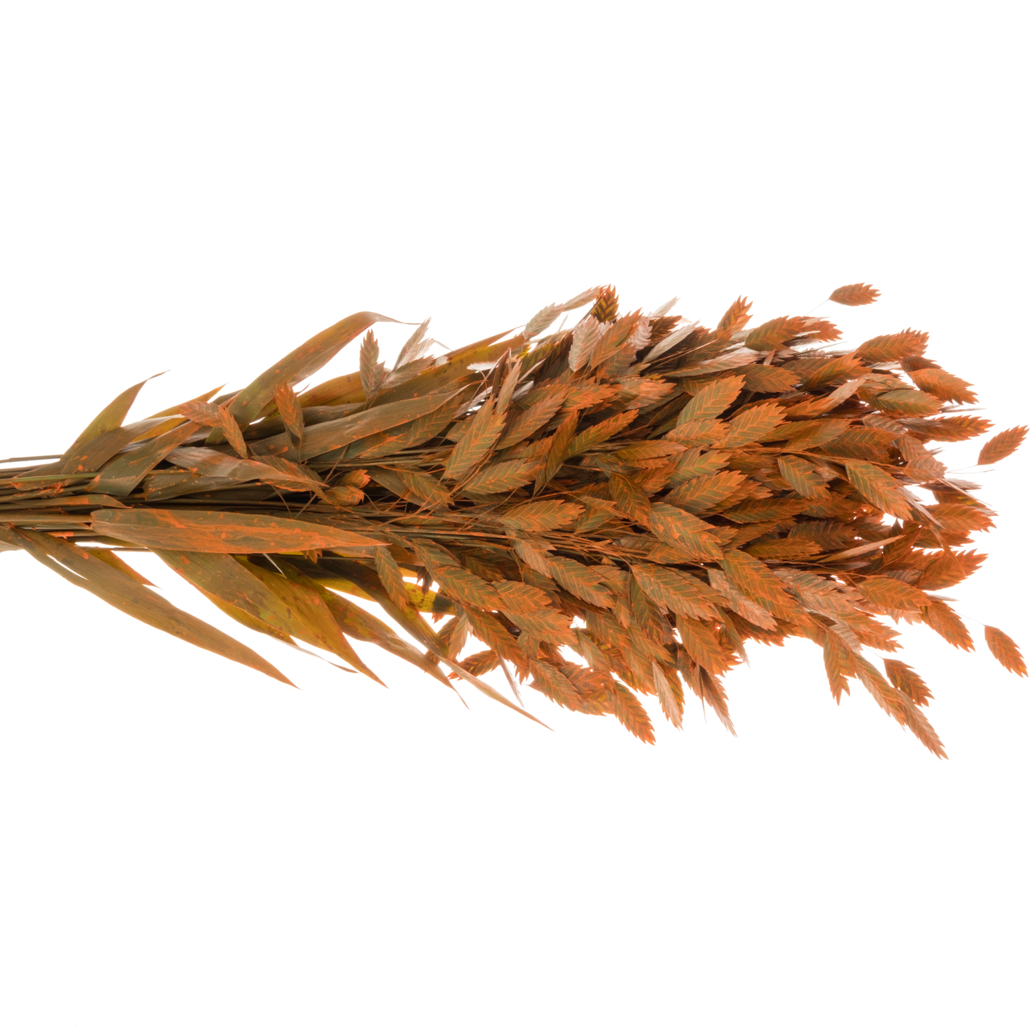 Chasmanthium orange gefärbt 70cm
