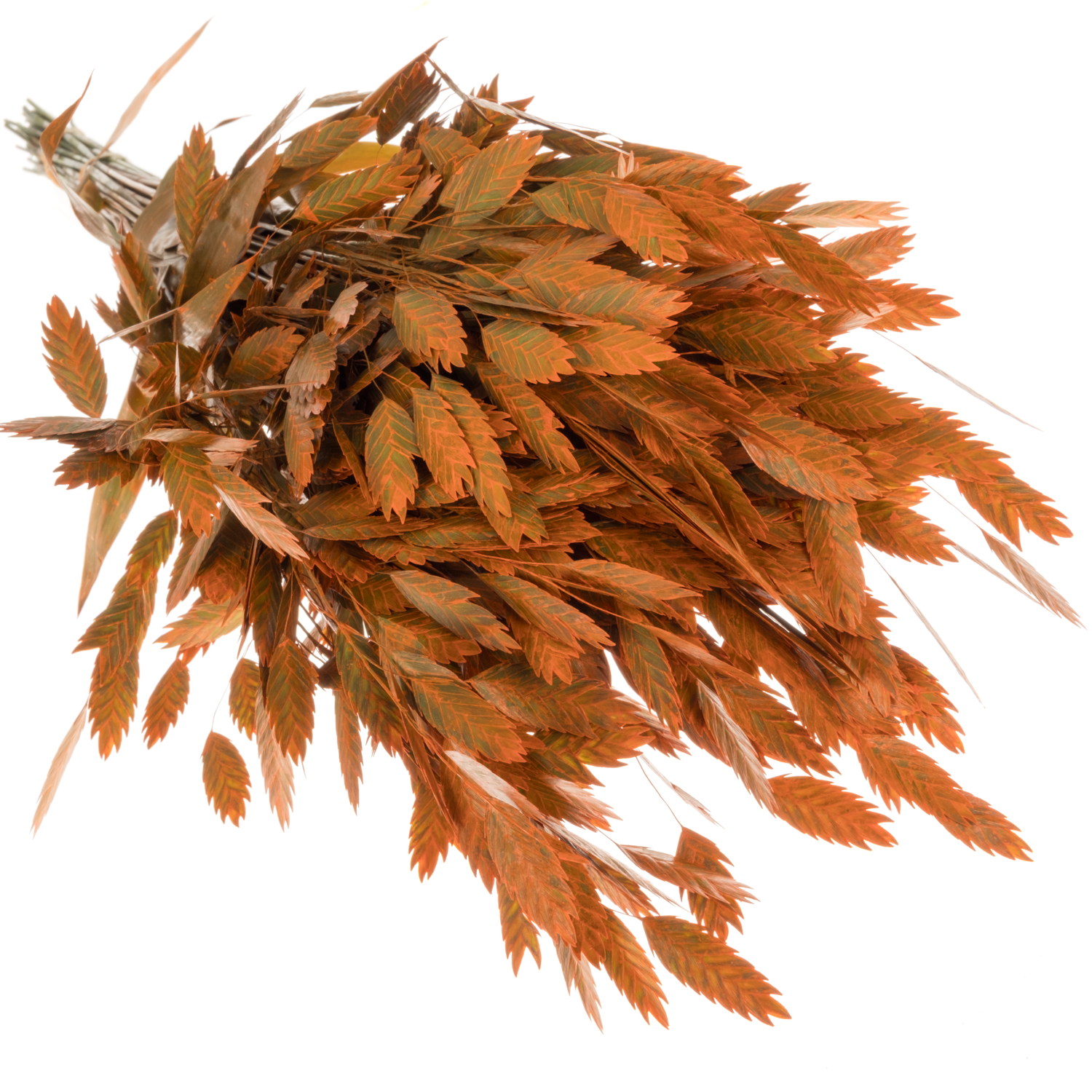 Chasmanthium orange gefärbt 70cm
