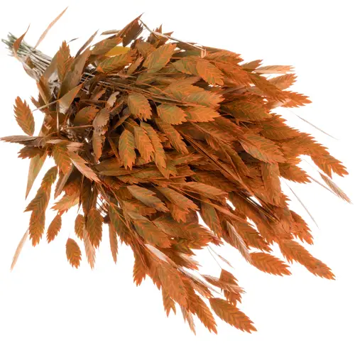 Chasmanthium orange gefärbt 70cm