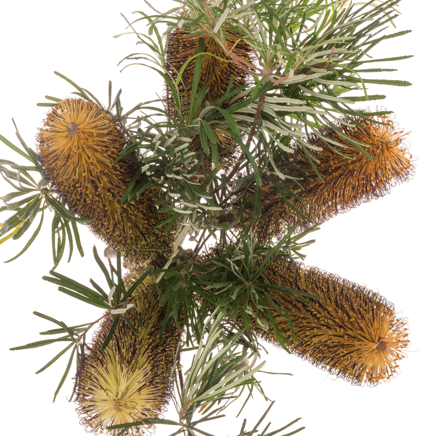 Banksia gelb Spinulosa 40cm