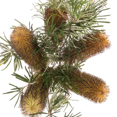Banksia gelb Spinulosa 40cm