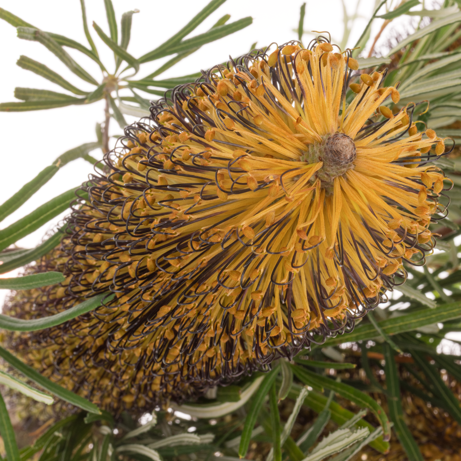 Banksia gelb Spinulosa 40cm