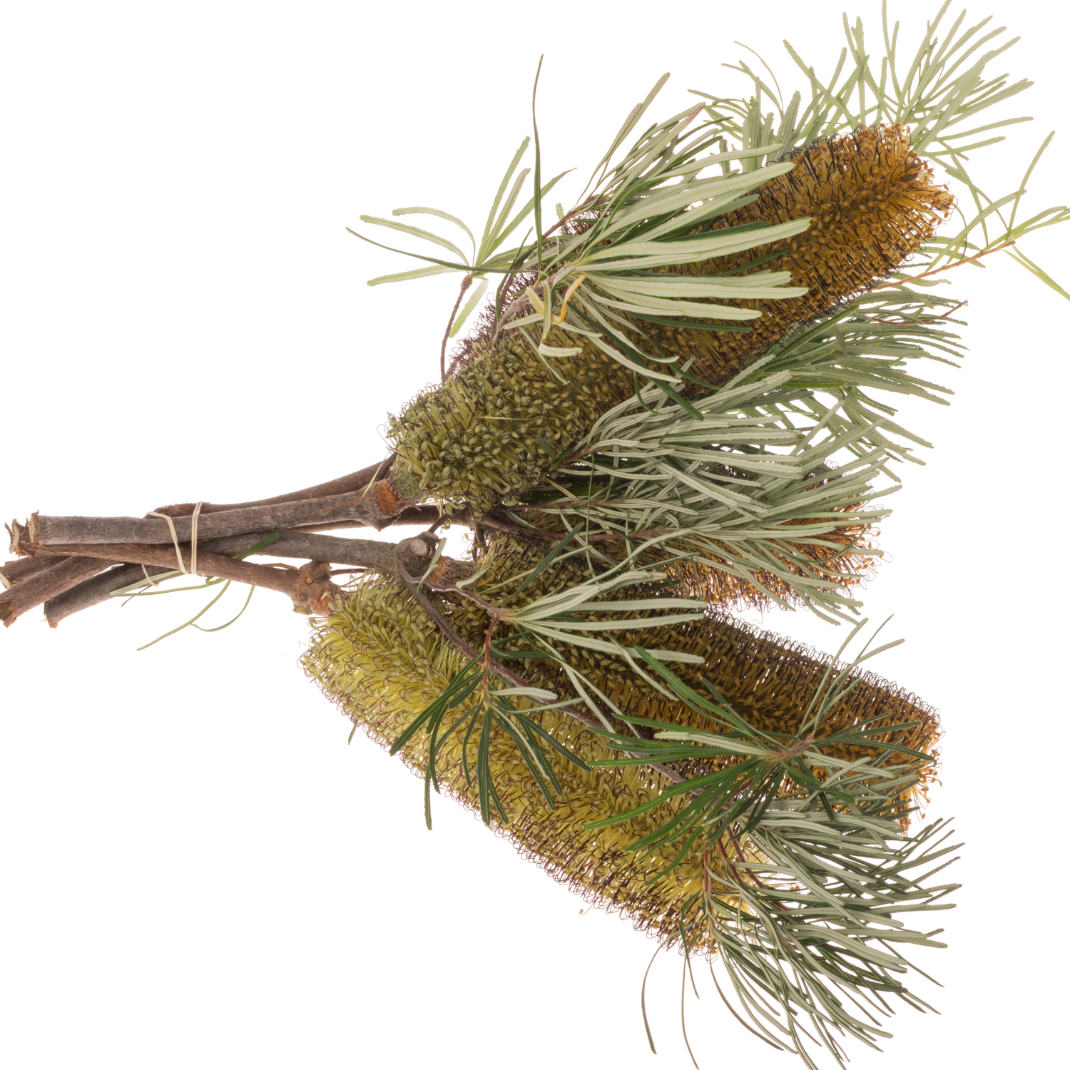 Banksia gelb Spinulosa 40cm