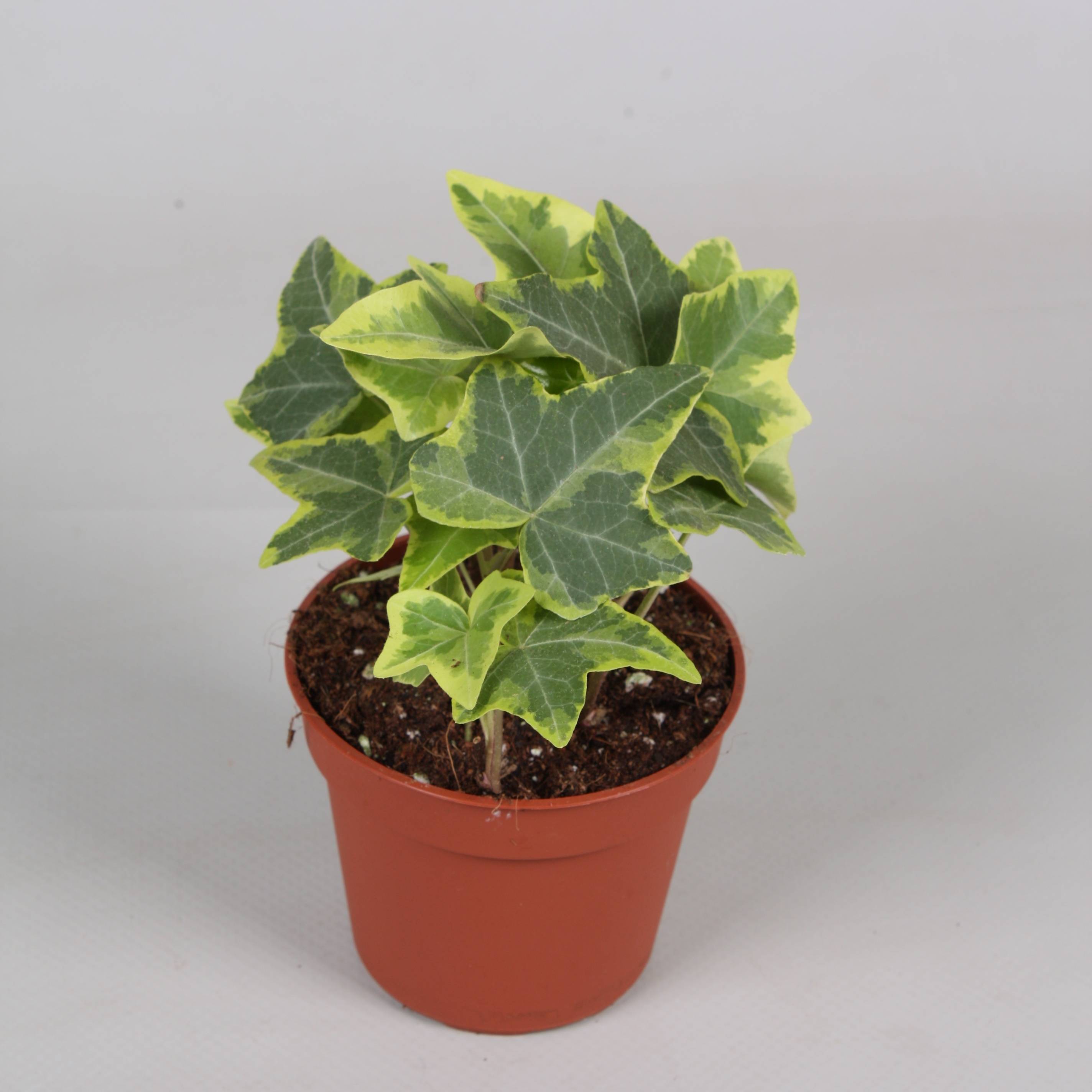 Efeu gelb/bunt Helix T08,5 (Efeu) | Heyl - Blumengrohandel /  Floristikgrohandel