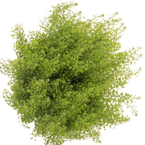 Thlaspi grün Green Bell 20Gramm 60cm