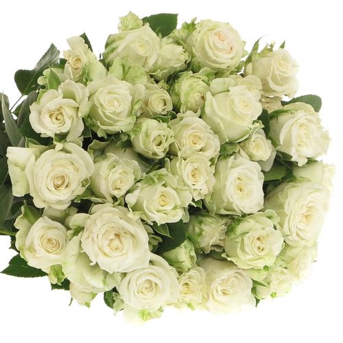 Rose verzweigt weiss Miss Bombastic 5+Blüte 50cm