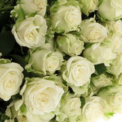 Rose verzweigt weiss Miss Bombastic 5+Blüte 50cm