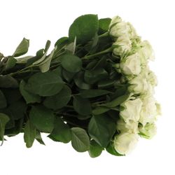 Rose verzweigt weiss Miss Bombastic 5+Blüte 50cm