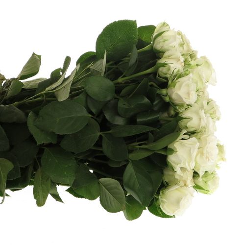 Rose verzweigt weiss Miss Bombastic 5+Blüte 50cm