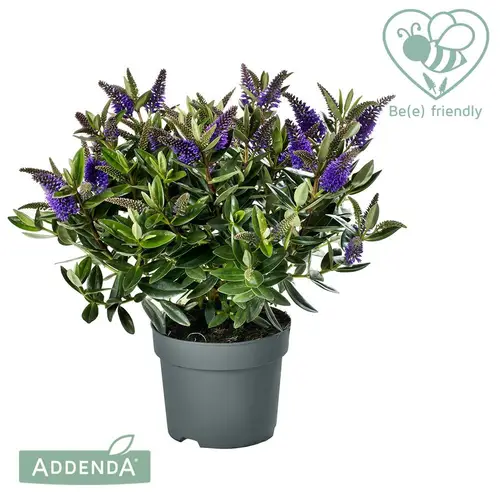 Hebe violett Addenda T12 H030