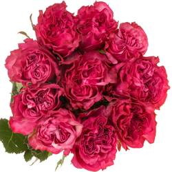 Rose lila Country Blues 60cm