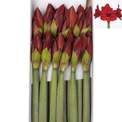 Amaryllis Krt.rot Shiraz X 10