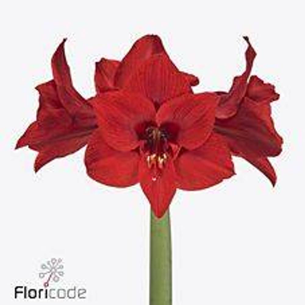 Amaryllis Krt.rot Shiraz X 10